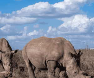 Kenia safari nashörner tukio afrika Kenia safari ol pejeta nashörner blauer himmel