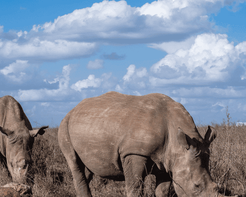 Kenia safari nashörner tukio afrika Kenia safari ol pejeta nashörner blauer himmel