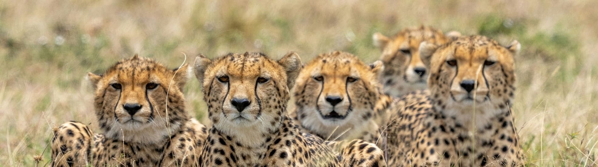 Kenia Safari 8 Tage mit Samburu Solio Aberdare Lake Elementaita und Masai Mara