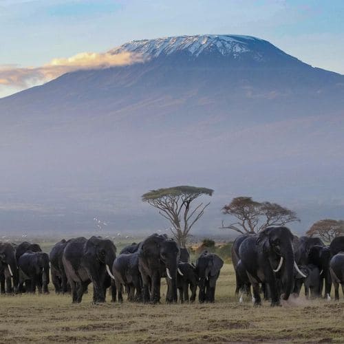 Amboseli national park elefanten kilimanjaro