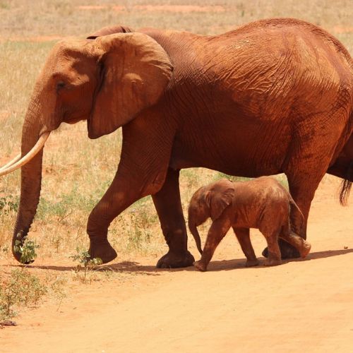 Tsavo west kenia rote elefanten