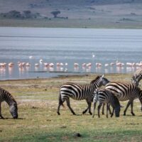 Lake manyara tukio afrika tansania Lake manyara tansani zebras und flammingos