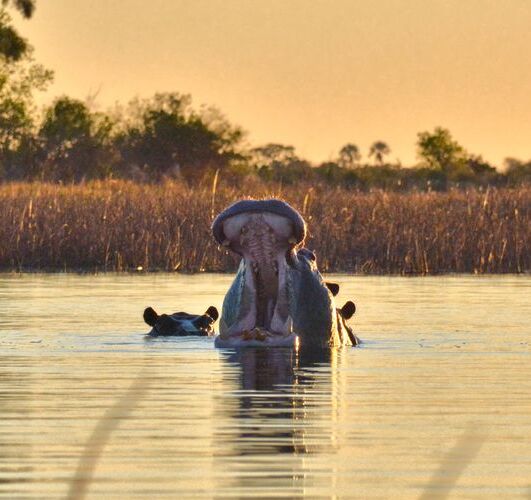 Beste reisezeit botswana safari