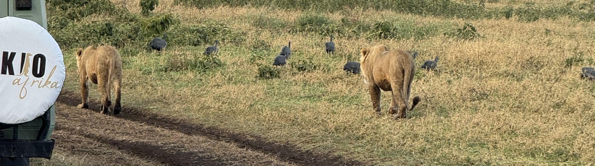 private tansania safari planen und buchen