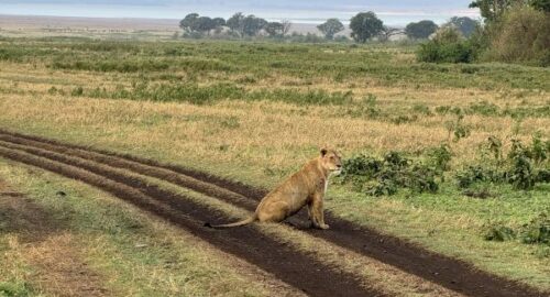 Privat safari tansania Privat safari tansania für familien und paare